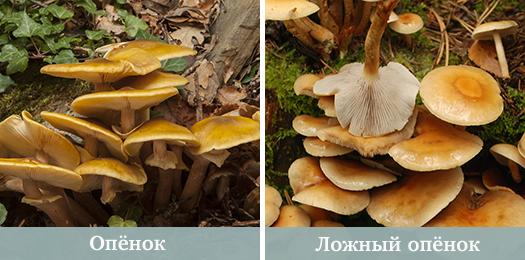 Можно ли отравиться ложными опятами фото